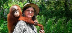 Dr Galdikas with an orangutan